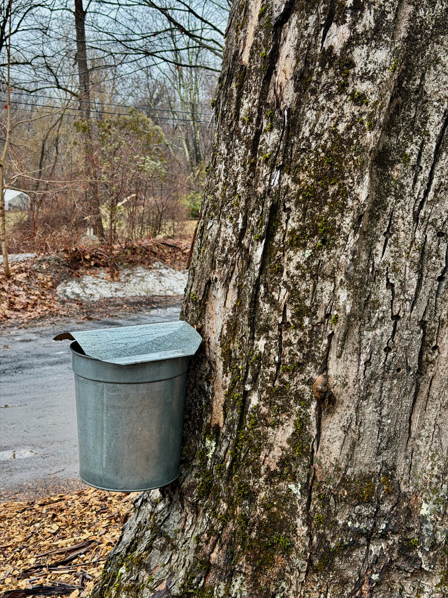 Maple sap bucket on a sugar maple tree in Western Massachusetts